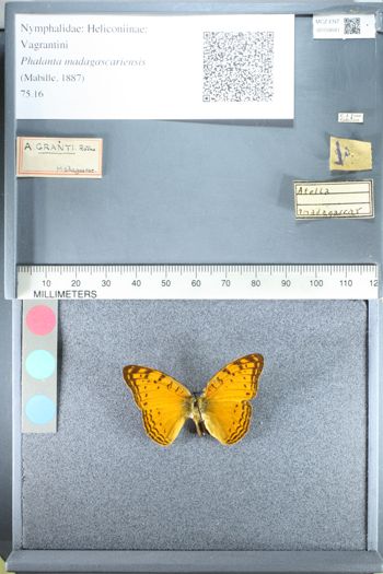 Media type: image;   Entomology 159041